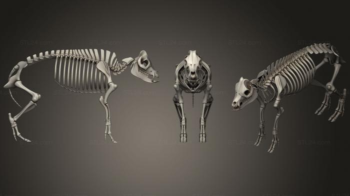 Анатомия скелеты и черепа (Скелет свиньи, ANTM_0936) 3D модель для ЧПУ станка